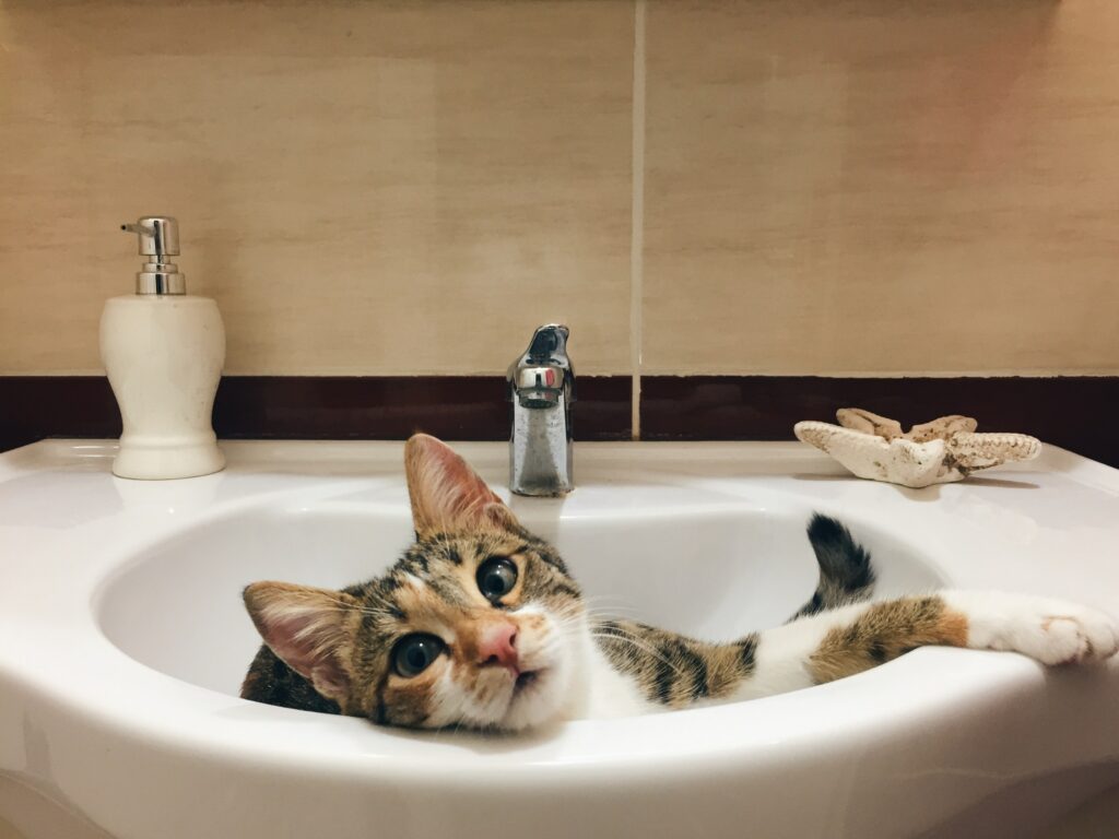 mačka, toaleta, cikanie