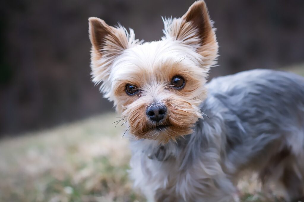 Yorkshire Terrier, kýchanie