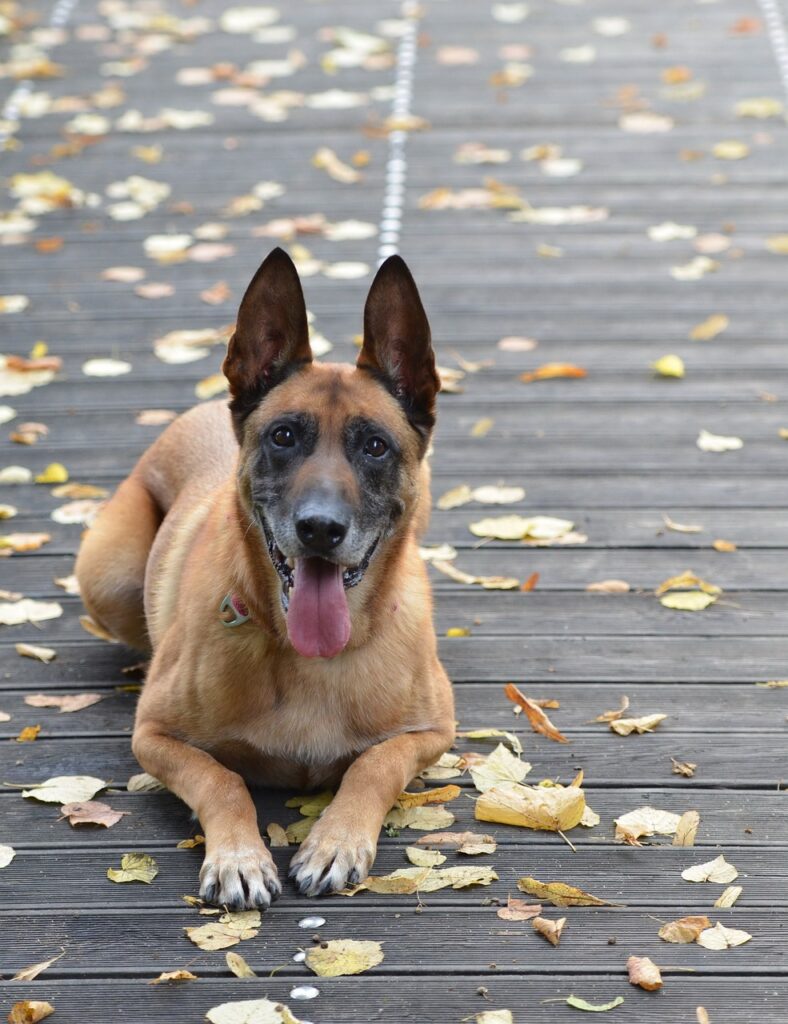 belgický ovčiak, malinois