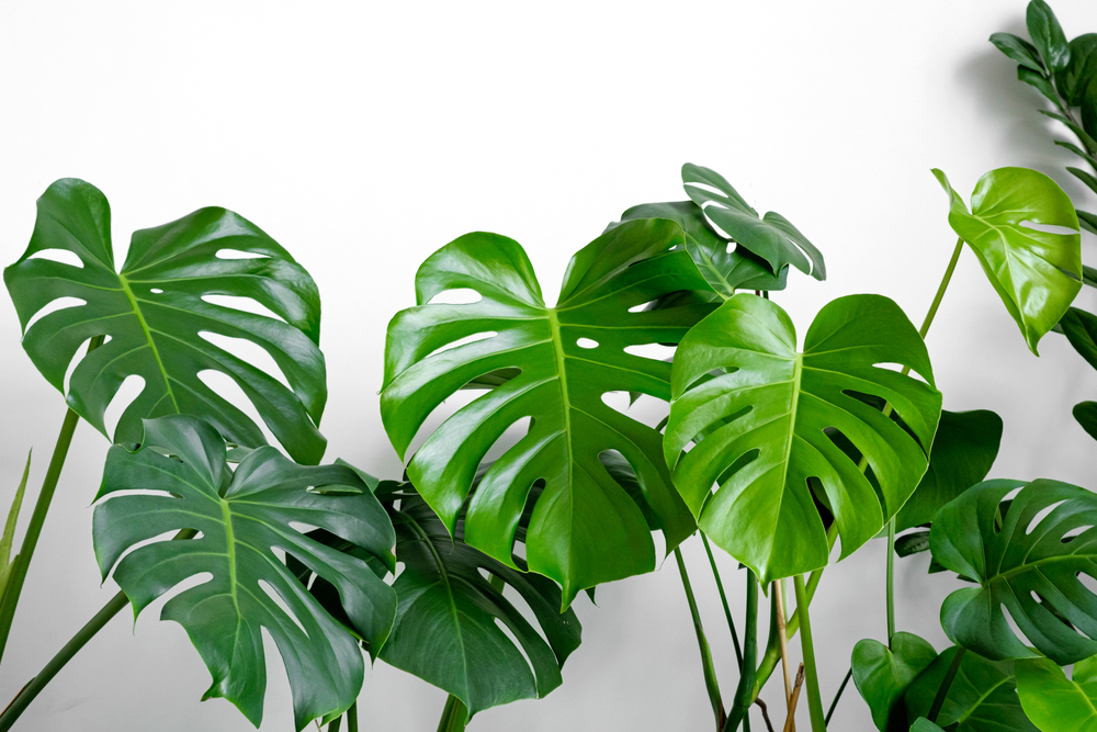 monstera