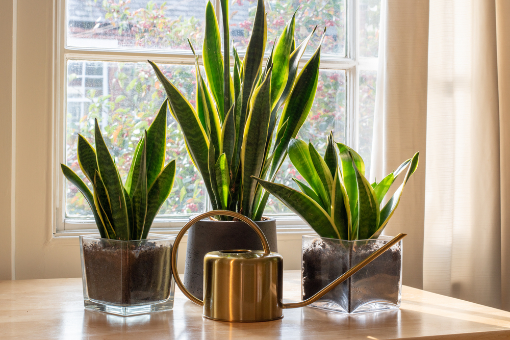 sansevieria